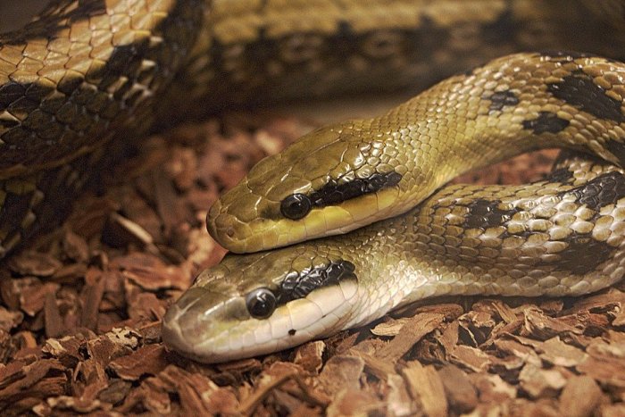 Ilustračný obrázok k článku Hadí jed môže aj liečiť: Svetoví odborníci sa zišli na konferencii Eurovenom v Košiciach