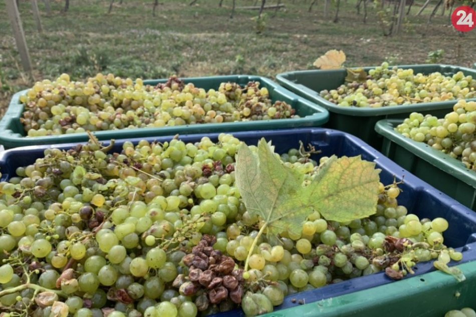 Ilustračný obrázok k článku Cesta šťavnatých bobúľ do lahodného vínka: Sezóna zberu tokajského zlata je v plnom prúde, FOTO