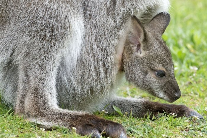 Ilustračný obrázok k článku Austrálska polícia vyšetruje nechutný čin: Vodič svojím autom usmrtil 20 kengúr