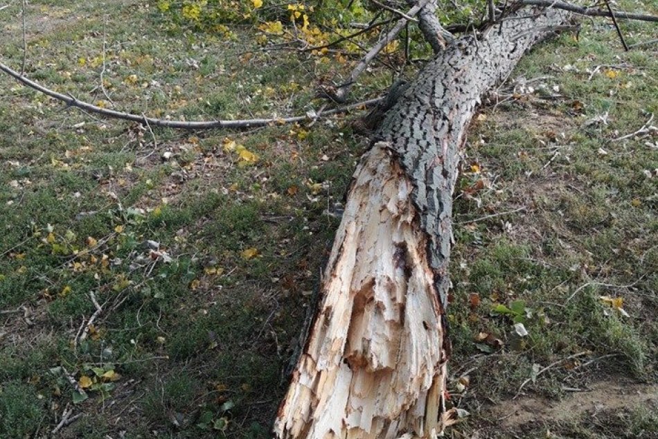 Ilustračný obrázok k článku Nestihol pred ním odskočiť: Mužovi pri Prešove spadol na hlavu strom!