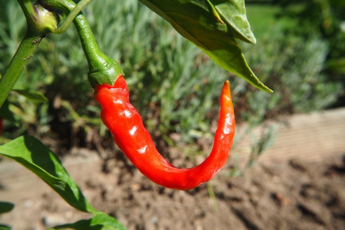 Ilustračný obrázok k článku Víkend s príchuťou čili: Tešiť sa môžete na ochutnávku i sokoliarov