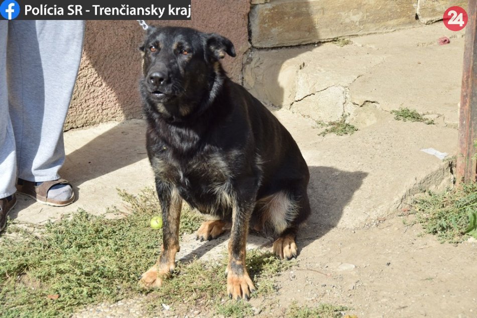 Ilustračný obrázok k článku Vyšetrovanie trenčianskych policajtov: Dôchodcu (76) napadli dva psy, FOTO