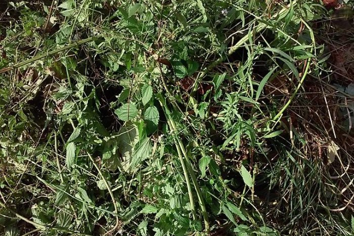 Ilustračný obrázok k článku Močenčania odštartovali zelený zber: Kedy a kam pristaví obec kontajnery?