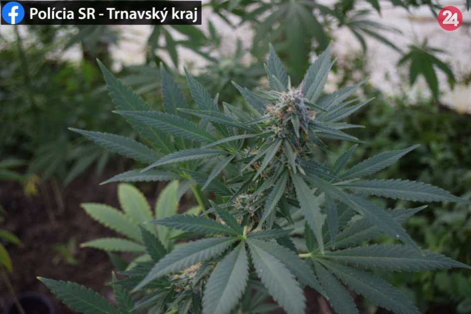 Ilustračný obrázok k článku Policajná akcia Cannabis: V Bučanoch odhalili pestovateľa marihuany