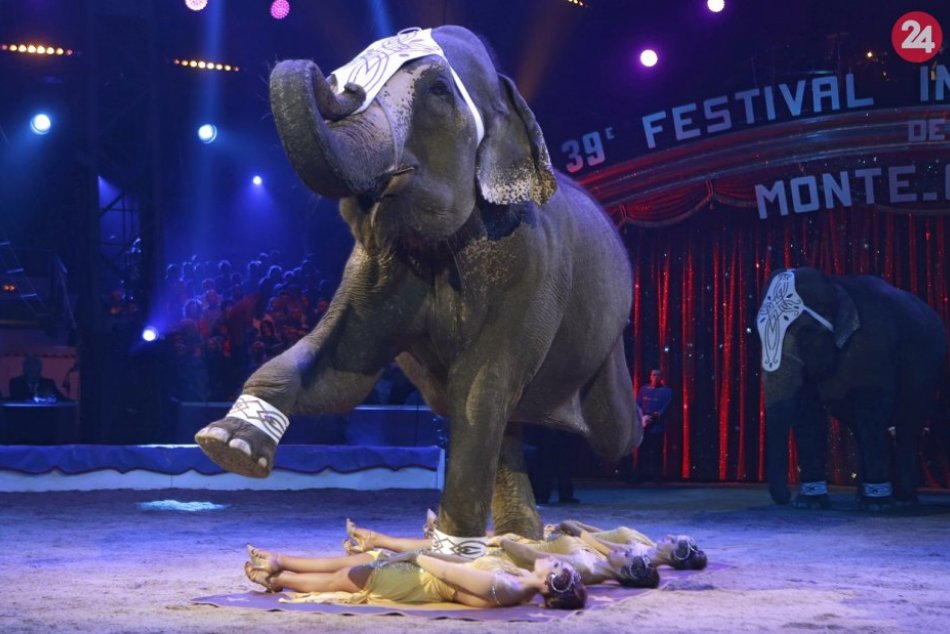 Ilustračný obrázok k článku Koniec utrpeniu zvierat v cirkusoch: Od novembra v šapitó neuvidíme šelmy ani opice