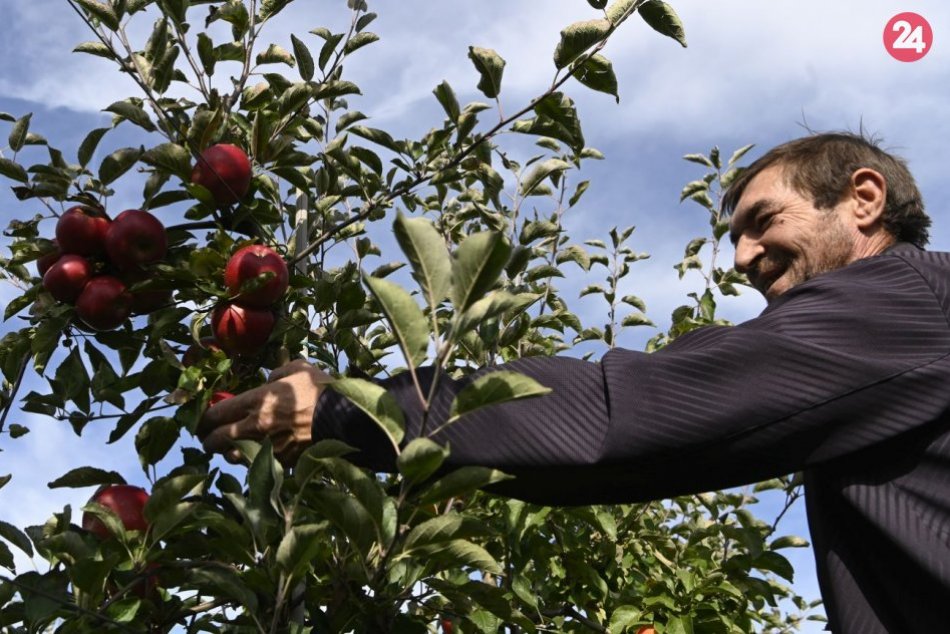 Ilustračný obrázok k článku V Ostraticiach začali so samozberom jabĺk: Jednu z odrôd už ľudia vyzbierali, FOTO