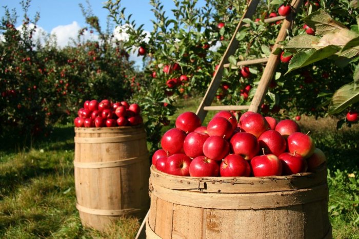 Ilustračný obrázok k článku Samozber jabĺk: Natrhajte si sladké plody plné vitamínov priamo zo stromu