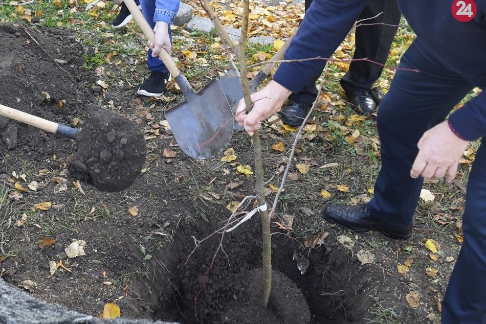 Ilustračný obrázok k článku Topoľčanci chcú vysádzať stromy: Radnica upozorňuje na vhodné lokality