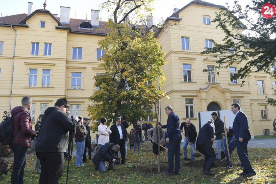 Ilustračný obrázok k článku V areáli UPJŠ vysadili niekoľko stromov, spolu ich má byť 60, FOTO