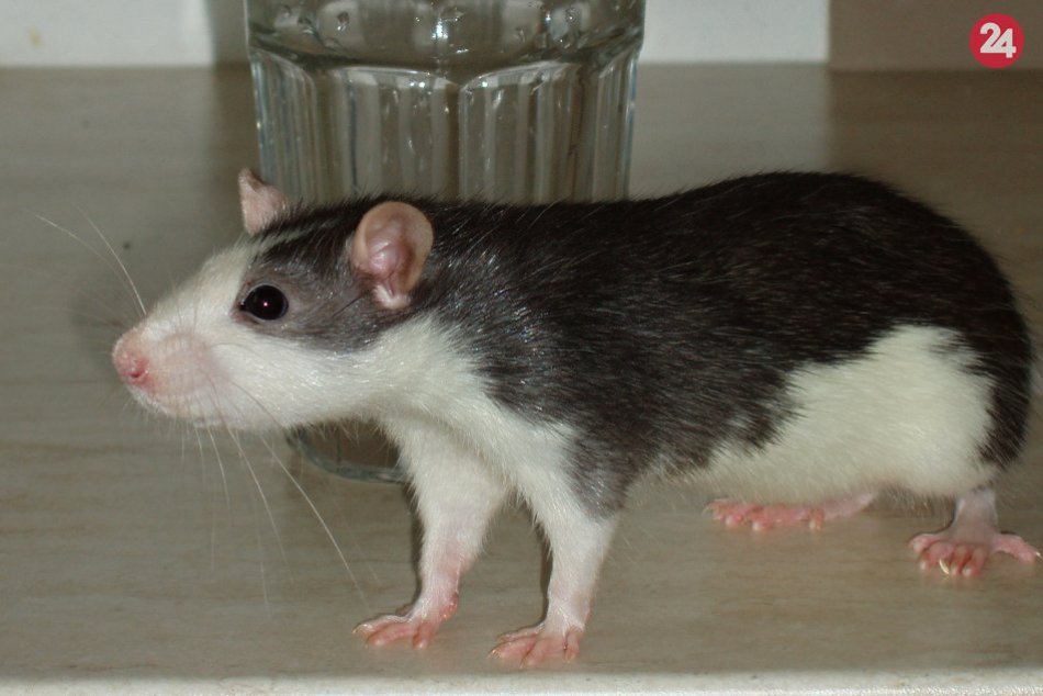 Ilustračný obrázok k článku Chovateľ Viliam zo Žiliny: Prvého potkana vyhral v tombole, odvtedy na ne nedá dopustiť, FOTO