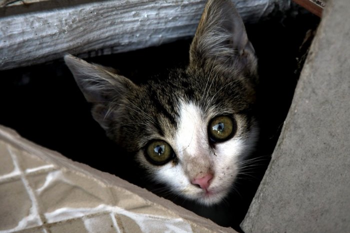 Ilustračný obrázok k článku Po Bratislave sa túlajú tisícky mačiek. Kastrácia zníži ich utrpenie