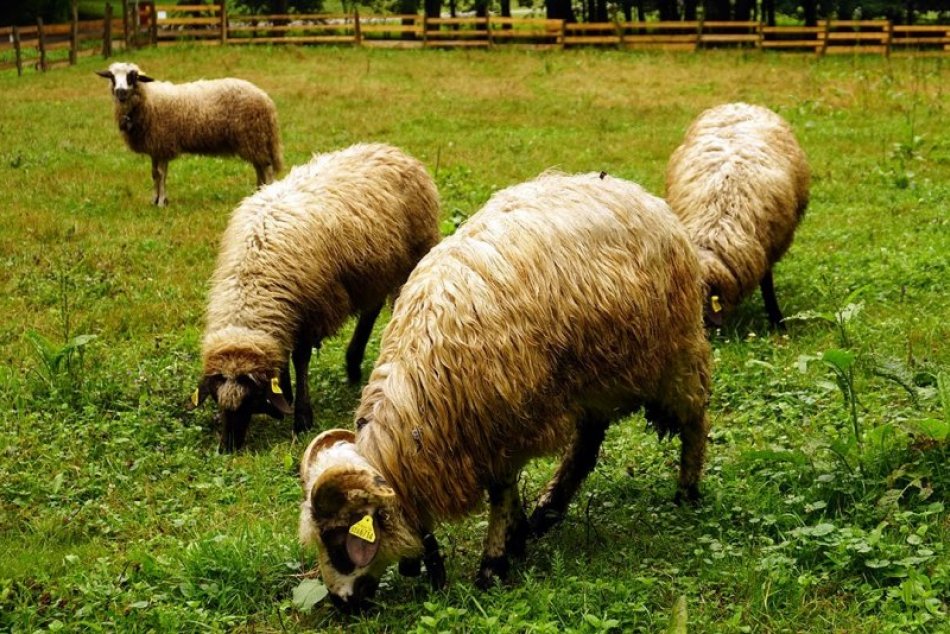 Ilustračný obrázok k článku FOTO: Lúku na Železnej studničke celé leto spásali račianske ovečky
