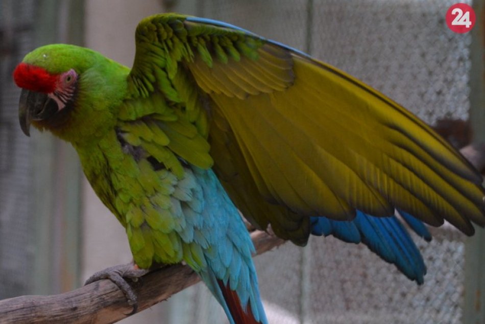 Ilustračný obrázok k článku V zoo začal Týždeň duchov a vo volierách pribudli nové druhy papagájov ara, FOTO