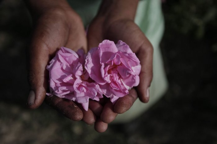 Ilustračný obrázok k článku Bystrický park skrášli unikátny druh kvetov. Pochádza z bulharského Údolia ruží