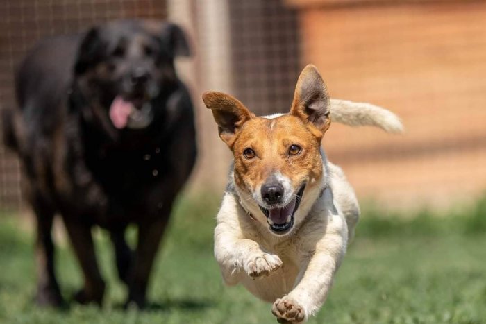 Ilustračný obrázok k článku Chlpáči na štyroch labkách sú späť: Ktorý adept na osvojenie bude váš? FOTO