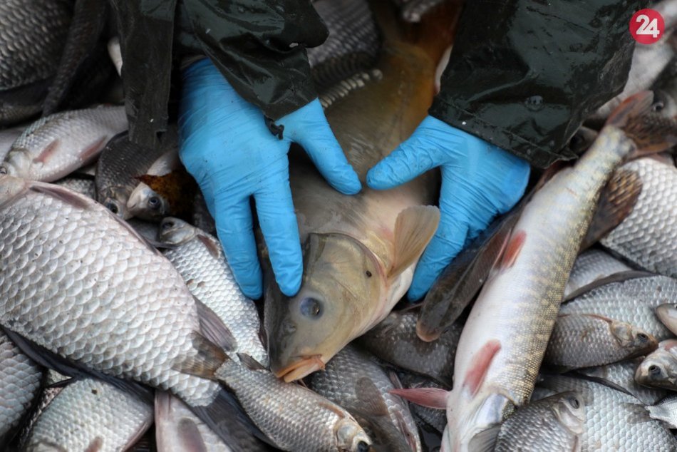 Ilustračný obrázok k článku Na Períne začal výlov rýb. Tento rok aj s prísnymi bezpečnostnými opatreniami
