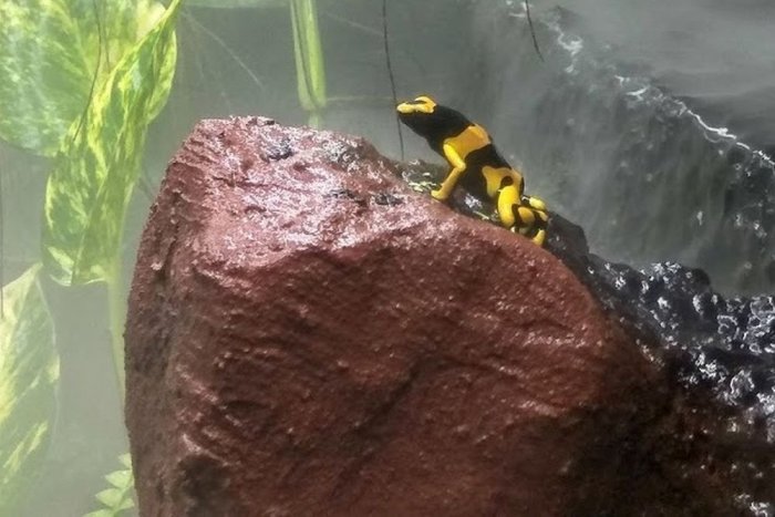 Ilustračný obrázok k článku V Bojniciach chovajú najjedovatejšie zvieratá sveta: Jed žiab by dokázal zabiť i slona