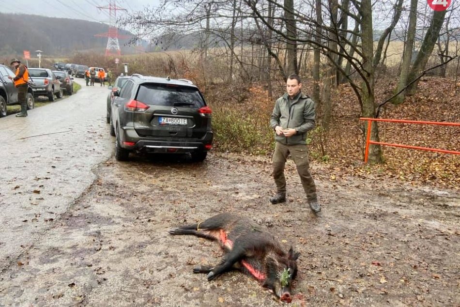 Ilustračný obrázok k článku Na KVP zastrelili počas lovu na diviakov jednu diviačicu, zbytok čriedy odplašili, FOTO