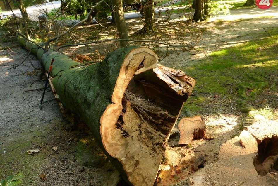 Ilustračný obrázok k článku Choré stromy v lesoparku ohrozujú návštevníkov. Vyrúbu ich a vysadia nové