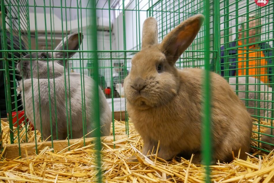 Ilustračný obrázok k článku Nitriansky Agrokomplex zaplnili tisícky zvierat: Nechýbal ani zoborský králik, FOTO