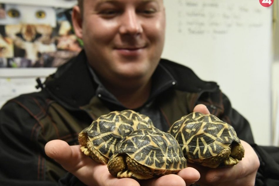 Ilustračný obrázok k článku Majitelia korytnačky hviezdicovej by mali zbystriť: Vznikajú im nové povinnosti