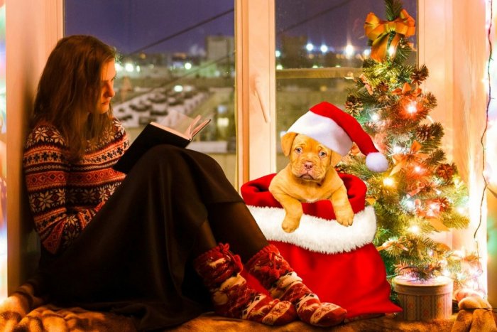 Ilustračný obrázok k článku Zviera pod vianočným stromčekom? Nákup živého darčeka si dobre premyslite