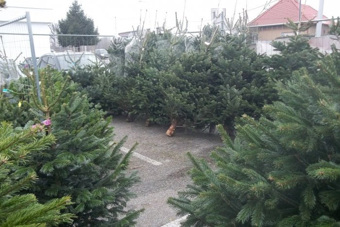 Ilustračný obrázok k článku V Šali  už kúpite vianočné stromčeky: Nezabudnite ani na imelo, FOTO