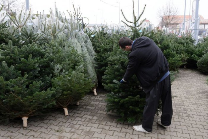 Ilustračný obrázok k článku O prenájom živých vianočných stromčekov zo Správy mestskej zelene je veľký záujem