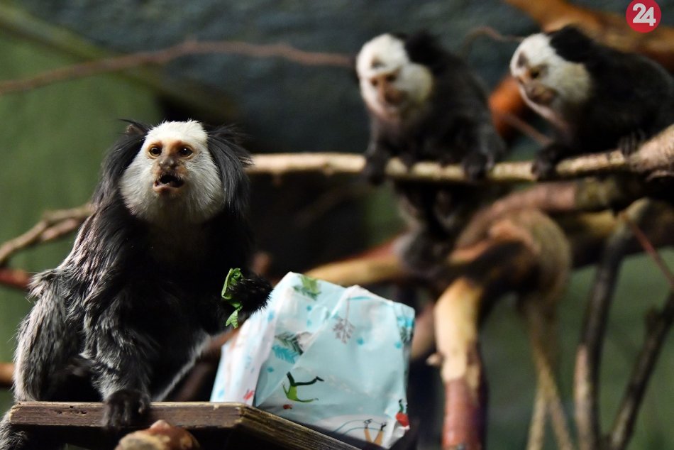Ilustračný obrázok k článku Zvieratká v zoo mali Vianoce v predstihu. Svoje darčeky si už zjedli, FOTO