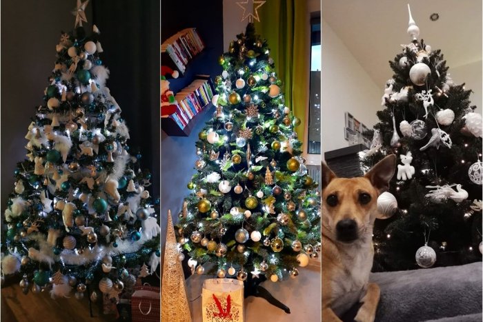 Ilustračný obrázok k článku Rožňavčania nás nechali nazrieť do obývačiek: Veľká GALÉRIA vianočných stromčekov