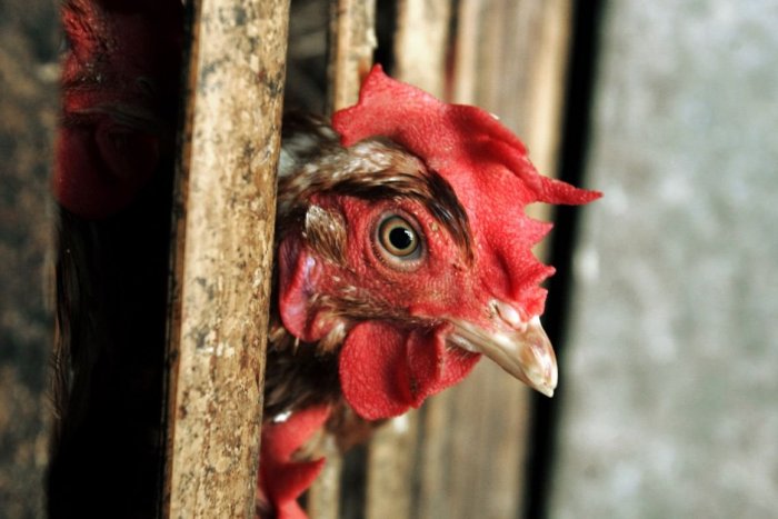Ilustračný obrázok k článku Zlé správy pre chovateľov: VTÁČIU chrípku potvrdili aj na farme pri Trnave