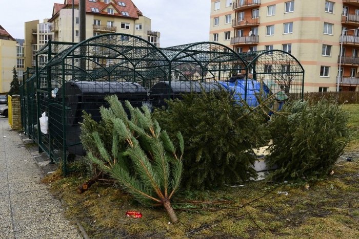 Ilustračný obrázok k článku Vývoz vianočných stromčekov v Šali: KEDY a KAM ich uložiť?