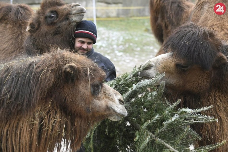 Ilustračný obrázok k článku Už tradične si na vianočných stromčekoch pochutnávali zvieratá v košickej zoo, FOTO