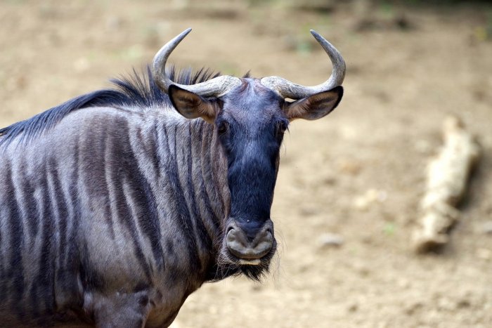 Ilustračný obrázok k článku Dve odchované antilopy z košickej zoo odleteli do Indonézie