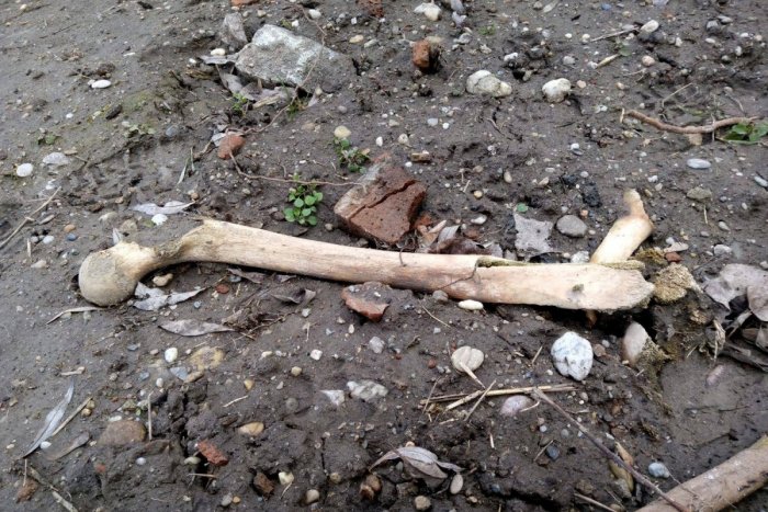 Ilustračný obrázok k článku Otrasný nález: Pri hraniciach s Rakúskom objavili ľudské kosti