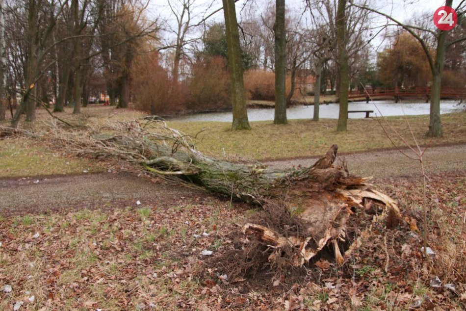 Ilustračný obrázok k článku Spadnuté stromy a polámané konáre: Radnica zatvorila park aj cintorín, FOTO