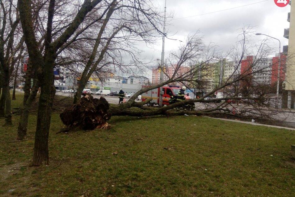 Ilustračný obrázok k článku Bratislavčania, POZOR na silný vietor! Do lesa nechoďte, môžu PADAŤ aj zdravé stromy