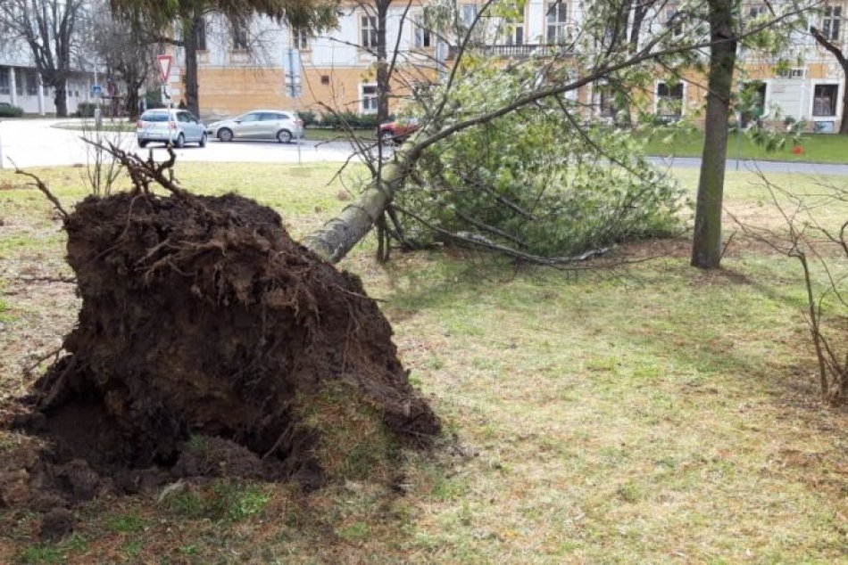 Ilustračný obrázok k článku Silný vietor vyčíňa aj v Moravciach: Na námestí vyvalilo strom, FOTO