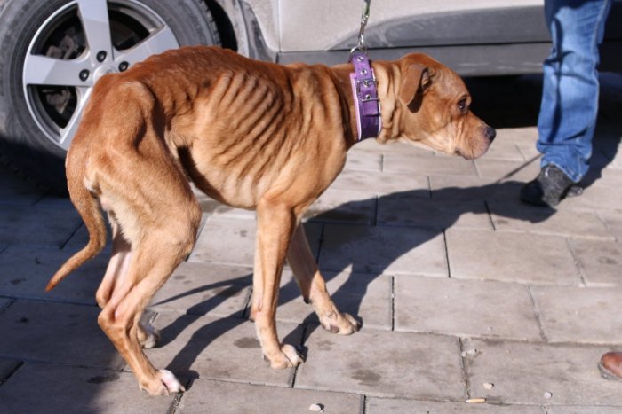 Ilustračný obrázok k článku Len kosť a koža: V prípade zúboženého psíka z garáže začali trestné stíhanie