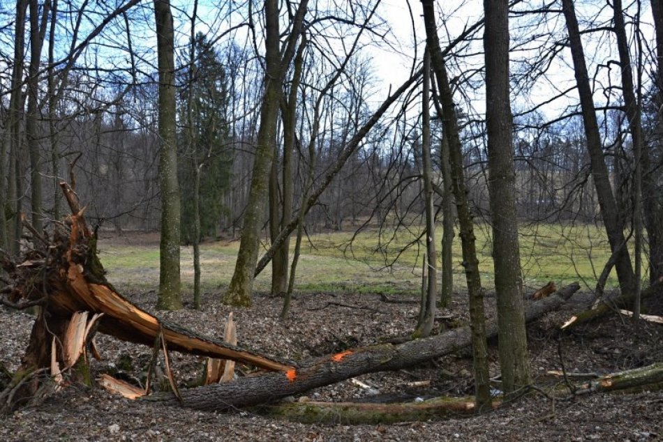 Ilustračný obrázok k článku Desivý pohľad: Dolámané stromy betliarskom parku, pozrite tú škodu! FOTO