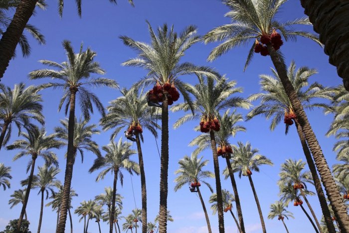 Ilustračný obrázok k článku KURIOZITA DŇA: Izraelskí vedci vypestovali datľové palmy z 2-tisíc ročných semien
