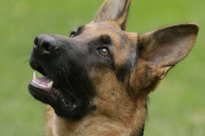 Ilustračný obrázok k článku SVET O SLOVENSKU: Americkí policajti milujú české a slovenské psy