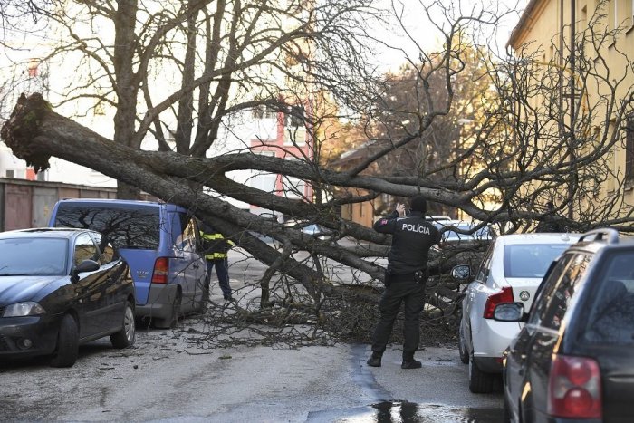 Ilustračný obrázok k článku V Prievidzi vietor vyvrátil aj zdravé stromy: Radnica s dôležitým upozornením