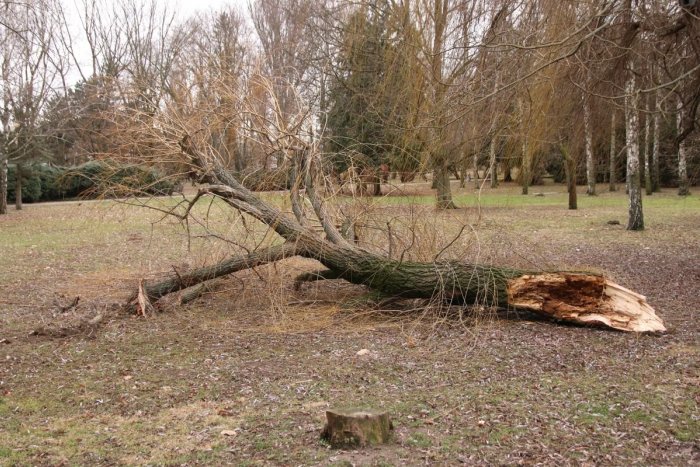 Ilustračný obrázok k článku Zlý stav i nevhodná poloha: Mesto vypíli desiatky stromov
