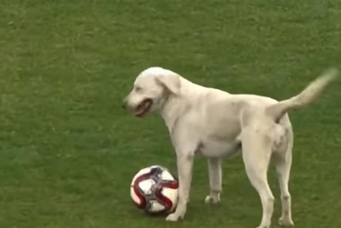 Ilustračný obrázok k článku KURIOZITA DŇA: V Turecku majú psa, ktorý ľúbi futbal: Aj vy budete z neho paf!