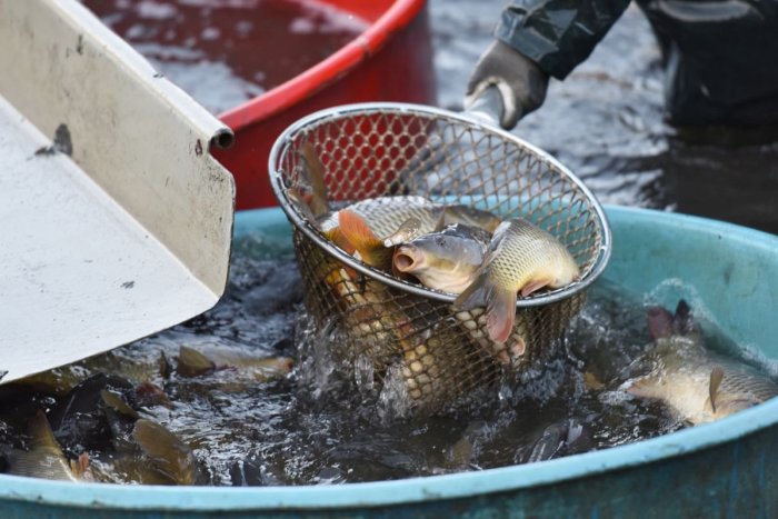 Ilustračný obrázok k článku Kauza rybníkov v Považskej: Rybári hovoria o facke, sú bez majetku aj peňazí