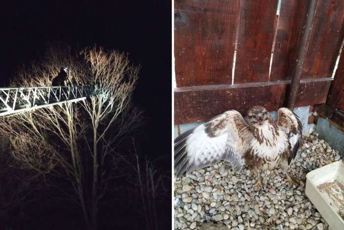 Ilustračný obrázok k článku Záchranná akcia v korune stromu: Cestu k dravcovi si museli presekať, FOTO