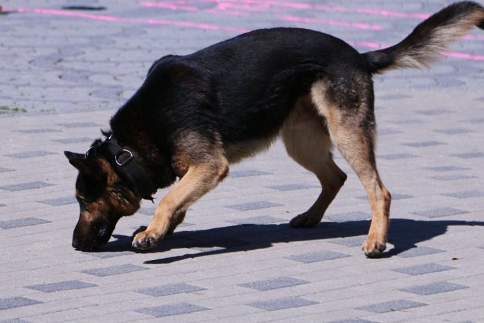 Ilustračný obrázok k článku Chcela sa pomstiť psom, už ju rieši polícia