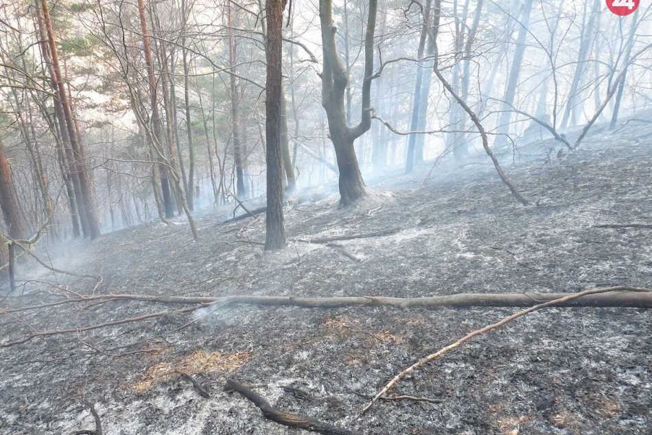 Ilustračný obrázok k článku Dobré správy z Domaniže: Požiar v lese zlikvidovaný, FOTO