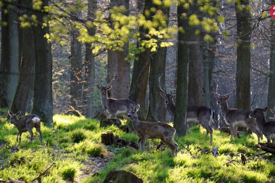Ilustračný obrázok k článku Keď už do prírody, tak s dodržiavaním viacerých pravidiel, vyzývajú lesníci